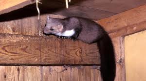 An einigen stellen wird empfohlen, sich an einen. Wie Sie Marder Aus Dem Haus Vertreiben Marder Im Garten Marder Vertreiben Marder