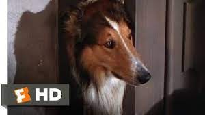 Favorite comment report download subtitle. Lassie Come Home 1 10 Movie Clip Morning Routine 1943 Hd Youtube