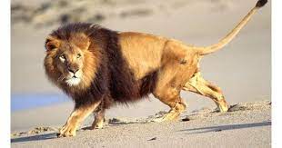 African Barbary Lion On The Beach Panthera Leo Native To Africa In 2021 Lion Photography African Lion Lion Pictures