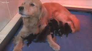Home raised golden retrievers puppies, no kennels, champion bloodlines, and clearances. Dog Refused To Nurse Her Puppies So Golden Retriever Mama Adopts Them I Love My Dog So Much