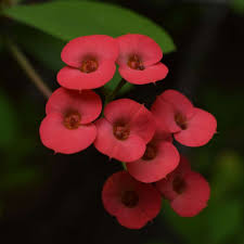 Image result for Euphorbia lissosperma