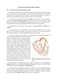 La ley del corazón 2 llega con más casos en la nueva firma de abogados que consolidarán pablo domínguez, alfredo duperly y nicolás ortega de la mano de sus demás colegas con los que. Diseccion De Corazon De Cordero Ternera By Biogeo L Eliana Issuu