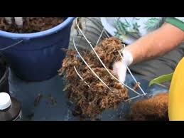 Also referred to as elkhorn fern. Gardening In Polk Staghorn Ferns Youtube