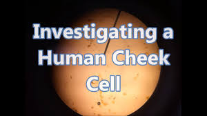 In july 2019, japanese scientist hiromitsu nakauchi got the approval of the japanese government to experiment with inserting human stem cells into animal (particularly rodent) embryos. Investigating A Human Cheek Cell I Lab Experiment I Flip Learning I Science Alon Youtube