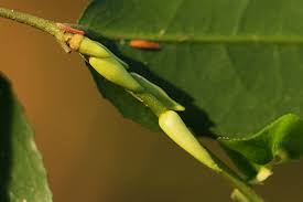 Image result for Drypetes arguta