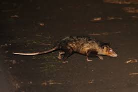 The monito del monte (spanish for little monkey of the mount) or colocolo opossum, dromiciops gliroides, also called chumaihuén in mapudungun. Colocolo Opossum Predators
