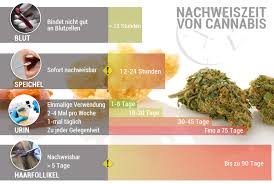 Was darf die polizei bei einer verkehrskontrolle alles von ihnen verlangen? Nachweiszeit Von Cannabis Wie Lange Bleibt Thc Nachweisbar Cannaconnection Com