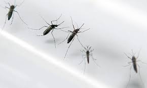 Image result for picture of BABIES WITH ZIKA VIRUS