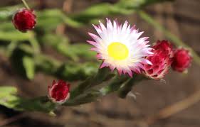 Image result for Helichrysum adenocarpum