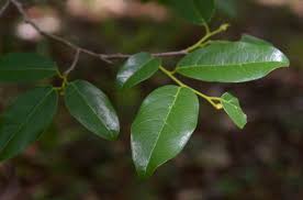 Image result for Cleistanthus