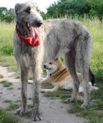 Check spelling or type a new query. 13 Irish Wolfhound Mix Breeds The Popular And Adorable Hybrid Dogs Petpress