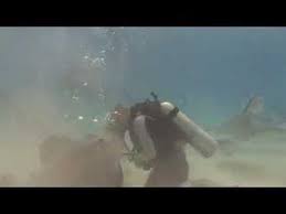 Steve irwin was born in 1962 to parents lyn and bob irwin, who were animal naturalists. Steve Irwin Death Footage Peatix