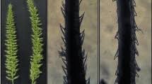 Image result for Setaria lindenbergiana