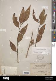 Image result for Opilia amentacea
