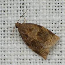Image result for Archips rosanus