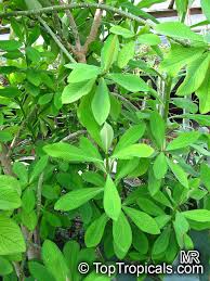 Image result for Euphorbia umbellata