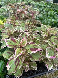 Image result for Plectranthus alboviolaceus