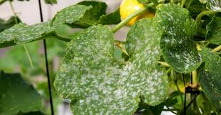 Roetdauw is een zwarte schimmel die op de bladeren, takken en vruchten van planten met een witte vliegen of het herkennen van roetdauwschimmel. 8 Schadelijke Plantenziekten Herkennen En Bestrijden