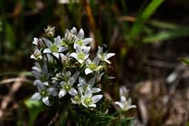 Image result for Swertia welwitschii