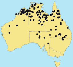 Image result for Elytrophorus globularis