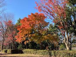 富士見台公園/八王子市/東京都/BBQ/バーベキュー/バーベキューレンタル/配達/手ぶら