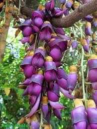 Image result for Strongylodon macrobotrys