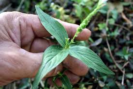 Image result for Spigelia anthelmia