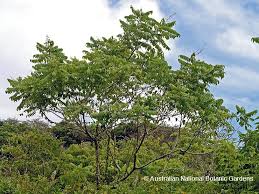 Image result for Clausena