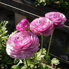 100pcs Ranunculus Flower Seeds Bonsai Persian Buttercup Seeds Flower Seeds Bonsai Flower Flowers