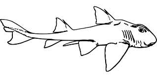 Im hintergrund ist ein leuchtturm zu sehen. Fische Kennenlernen Informationen Und Malvorlagen Fur Kinder
