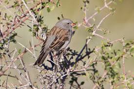 Image result for Spragueanella