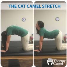 It gaps the spine and mobilises the joints and tissues in your back region. The Therapy Center Therapy Center Stretch Tip Cat Camel