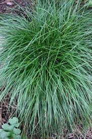 Image result for Carex conferta