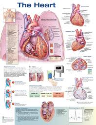 Anatomy Chart Stis Sexually Transmitted Infections