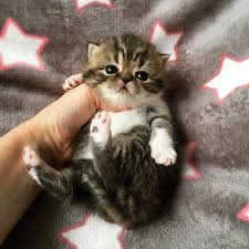 My goal is to produce healthy, loving show quality cats that meet cfa standards. Reign Snoopy Cattery Text Us 515 996 0239 Exotic Shorthair Easy To Groom