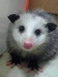 Opossum In The Pink With The Pinkest Little Pink Nose In The World Of Pink Noses Opossum Awesome Possum Cute Animals