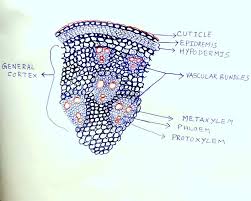 Anatomical Structure Of Monocotyledons Maize Stem