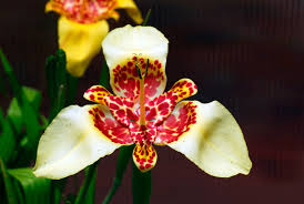 Image result for Pavonia rogersii