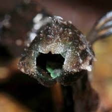 Image result for Gastrodia rwandensis