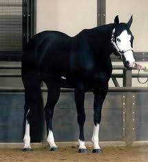 Black And White Paint Horses For Sale In Colorado Black Overo Gelding Horses Pretty Horses American Paint Horse