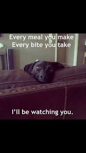 Pin By Tiffany Nikole On My Dog My Son What Can I Say Funny Photos Animal Antics Animal Memes