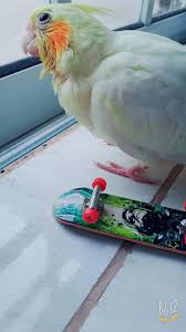 Minha Pipoca 3