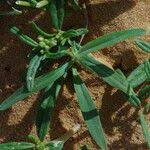 Image result for Gisekiaceae