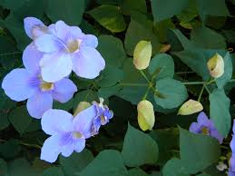 Image result for Thunbergia reticulata