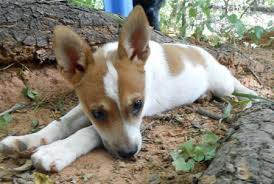 Jack Russell Terrier Chihuahua Mix Black And Brown Tiny The Adoptable Puppy Puppies Crazy Dog Lady Jack Russell