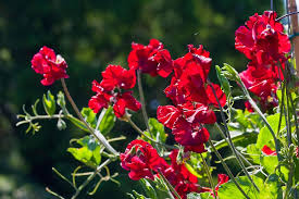 Yes a toddler can eat peas. Plants For Kids Sweet Peas Rhs Gardening