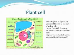 Check spelling or type a new query. Leaha Salmon 4th Grade Science Ppt Download