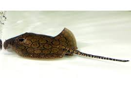 Kehidupan ikan pari pada umunya bergerombol maupun berkelompok. Gengsi Memiliki Ikan Pari