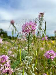 Image result for Cleome angustifolia