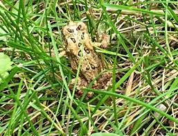 Here are some ways to create a garden that will attract amphibians plus tips on what to expect, how to know if salamanders, newts and other secretive creatures have found their way to your garden. How To Attract Frogs To Your Garden Easily In Four Steps